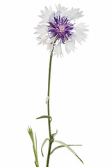 White-violet flower of cornflower, lat. Centaurea, isolated on white background
