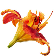 Fototapeta na wymiar Orange-yellow flower of daylily, lat. Hemerocallis, isolated on white background