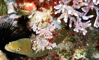 Costa Rica Pacific sea life