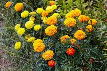 Tagetes patula french marigold yellow orange flower. Close up beautiful Marigold flower & leaf (Tagetes erecta, Mexican, Aztec or French marigold) in garden. Selective focus