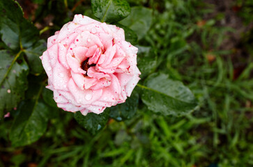 Pink rose with water drops in the garden. A bush of beautiful rose in summer light. Beautiful spring or summer blooming rose plant