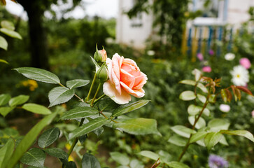 Pink rose in the garden. A bush of beautiful rose in summer light. Beautiful spring or summer blooming rose plant