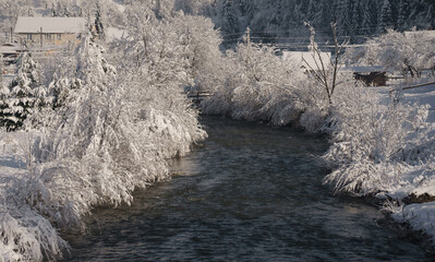 Frozen trees on river side in Ukraine at winter time with copy space