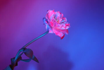 Double pink colored tulip flower in neon light on blue and purple gradient background. Front view,...