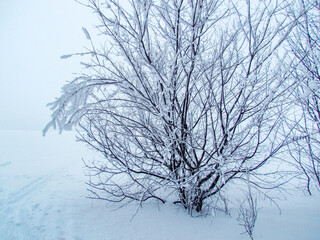 Photo of a tree covered with frost in a snow covered field