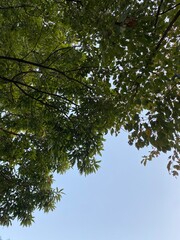 Obraz premium leaves and sky