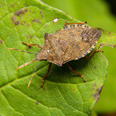 Arma Custos Shield Bug, Elmelund Skov, Denmark
