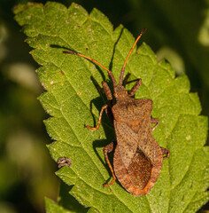 Dock Bug (Coreus marginatus)
Elmelund Skov, Denmark