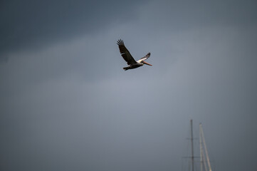 A Pelican flying above the boats and ocean in Costa Rica