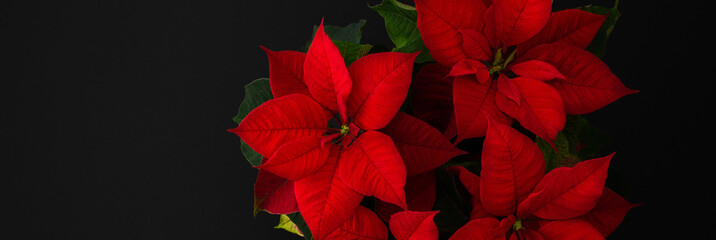 Beautiful Christmas flower banner, Poinsettia close-up on a black background