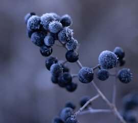 Frozen  branch with blue plants in cold winter  