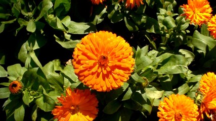 planta flor crisântemo - chrysanthemum
