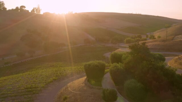 Incredible footage of a natural scenic California vineyard, featuring rolling hills and vast views of incredible lush grapes against a backdrop of golden mountain ranges.
