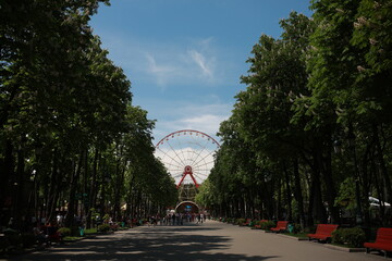 beautiful large green park with many trees and flora