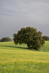 Albero solitario