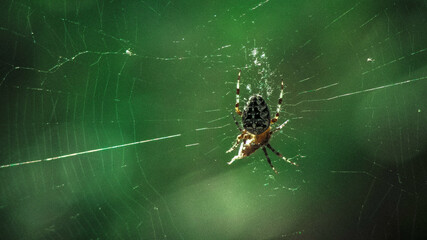 spider on web