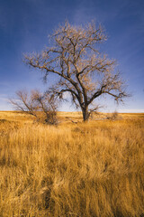 Big dead tree in a field of grass