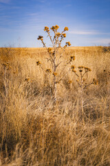 Dead flower on the plains