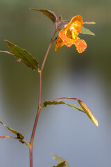 Close up of an orange balsam (impatiens capensis) flower in bloom