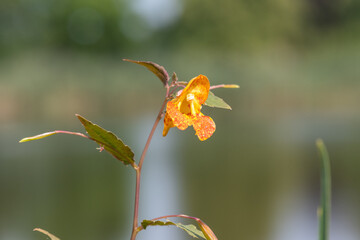 Close up of an orange balsam (impatiens capensis) flower in bloom