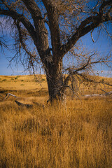 Tree trunk in an empty field