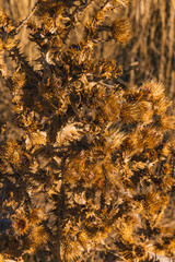 Dead flowers on the plains