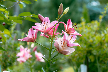 Lilium orientalis Stargazer with green blur  background. Pink flower. Lily flower in the garden