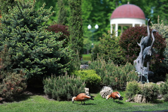 beautiful clean white swan swims in a clear lake