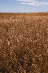 Field of grass in the fall under a blue sky