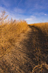 Path through the plains