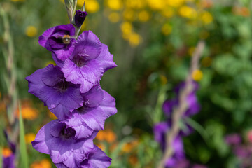 Close up of purple gladiolus flowers in bloom