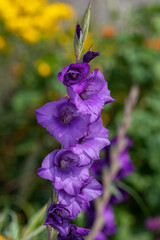 Fototapeta premium Close up of purple gladiolus flowers in bloom