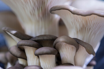 Oyster mushrooms macro. Edible mushrooms close-up. Biological background. Eco food.