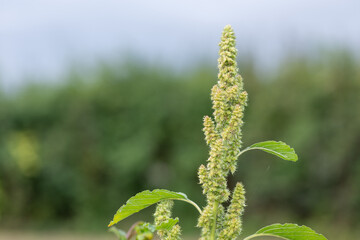 Close up of seeds on a millet plant