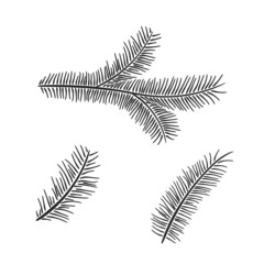 hand drawn pine branch set. floral elements for christmas and new year design
