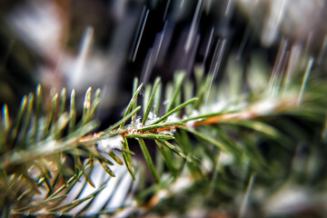 Naklejka na ściany i meble littered spruce pine branch, close-up