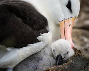 Albatross and chick © expatphotos