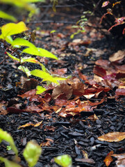 autumn leaves on the ground