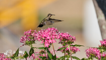 Fototapeta na wymiar Hummingbird flying among some bushes feeding on violet flowers
