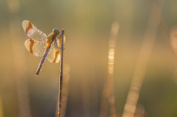 dragonfly Banded darter (Sympetrum pedemontanum). Macro shot