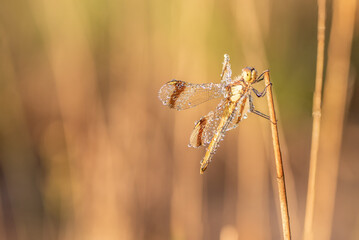 dragonfly Banded darter (Sympetrum pedemontanum). Macro shot