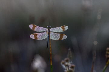 dragonfly Banded darter (Sympetrum pedemontanum). Macro shot