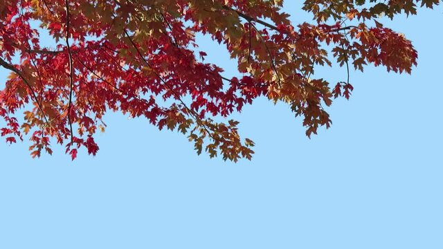 Foreground foliage plate. Autumn Blaze Maple, Autumn, medium breeze. Defocus/blur, darken and desaturate as needed. Works well scaled up to 4K. Includes luma matte.