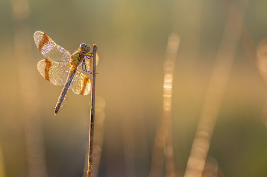 dragonfly Banded darter (Sympetrum pedemontanum). Macro shot