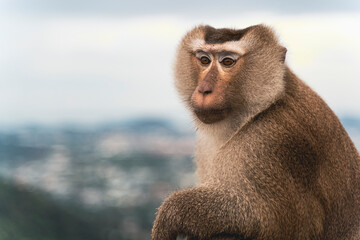 beautiful pig-tailed macaque (Macaca nemestrina) in Thai forest