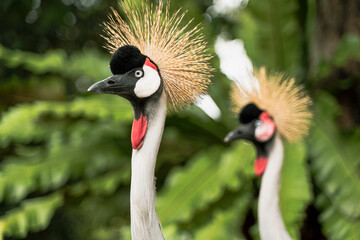 Fototapeta premium Beautiful specimen of black crowned crane with vivid colors