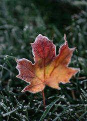 Close up of colorful autumn leaf covered in frost on the grass.