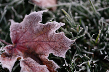 Close up of colorful autumn leaf covered in frost on the grass.