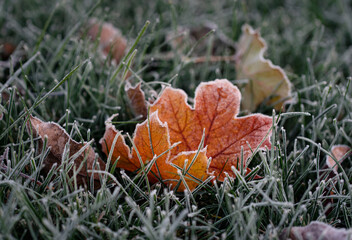 Close up of colorful autumn leaves covered in frost on the grass.