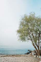 Fototapeta na wymiar Isolated tree on the shore of a lake on a foggy autumn day.